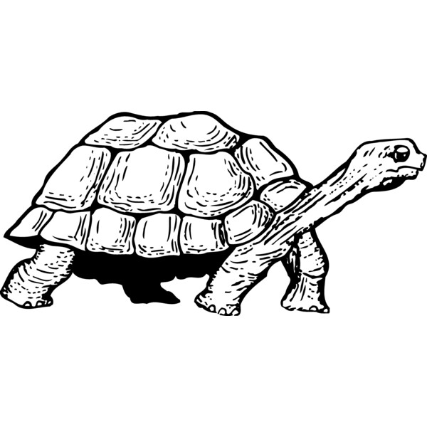 TURTLE01 Thumbnail