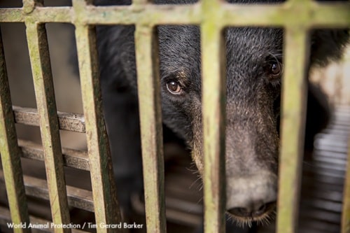 Caged bear