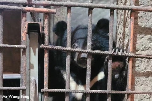 Bear bile