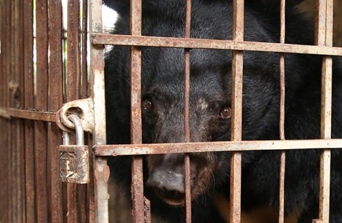 Bear bile