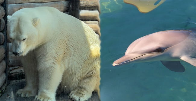 Captive polar bear and dolphin at Sea World
