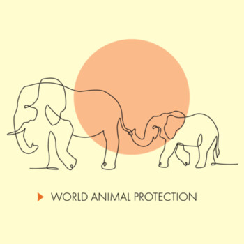 Tote bag: Elephants: Wild Animals Belong in the Wild Design