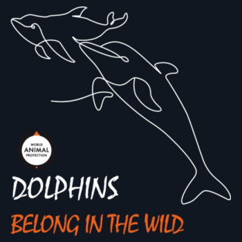Women's t-shirt: Dolphins belong in the wild Design