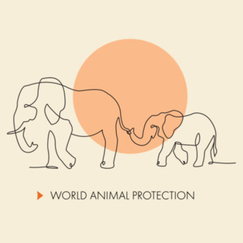 Organic infant wee tee: Elephants belong in the wild Design