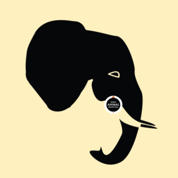 Surf cap: Elephants belong in the wild - Surf Cap Design