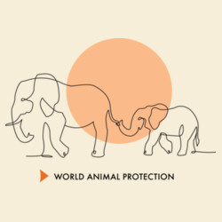 Women's organic t-shirt: Elephants belong in the wild Design