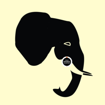 Tote bag: Elephants belong in the wild Design