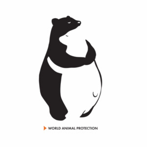 Panda bears - Kids Tee Design