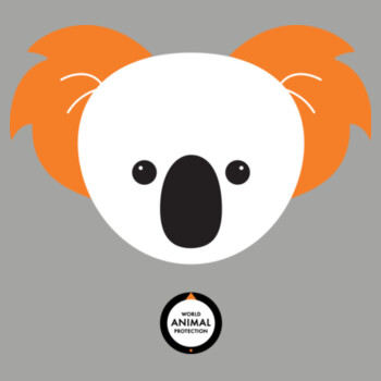 Koala: Kids t-shirt Design