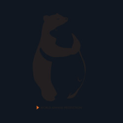 Women's Hoodie: Bears Design