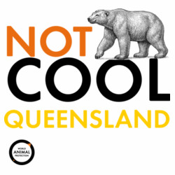 Women's Tee: Not Cool Queensland - Polar Bear Design