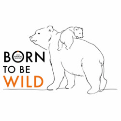Women's Tee: Bears - Born to be Wild Design