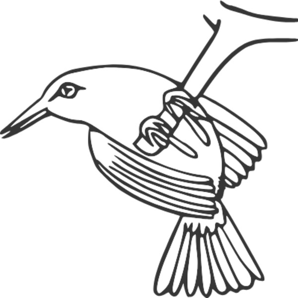 hummingbird drawing Thumbnail
